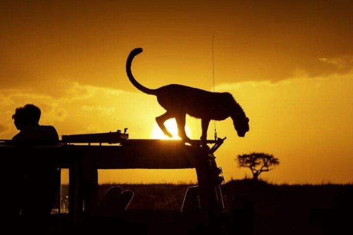 Nairobi National Park Night Game Drive