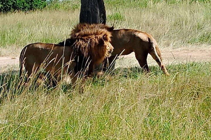4 Day 4WD Private Masai Mara Safari with Lodge Luxury with Jeep