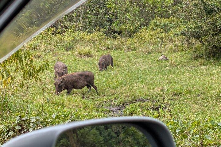 Mount Meru Trek and Exclusive Walking Safari 4 Days