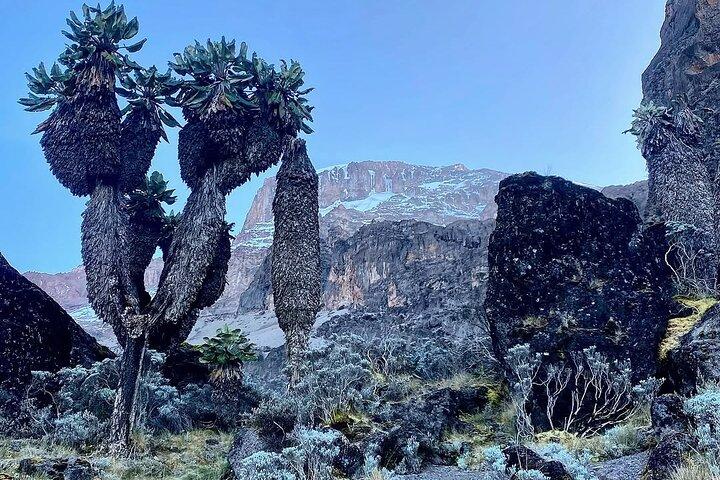 7 Days Adventure at Kilimanjaro Climb Machame Route