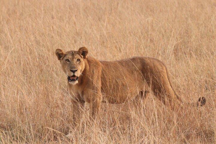 14 Days Kenya and Rwanda Safari and Trekking