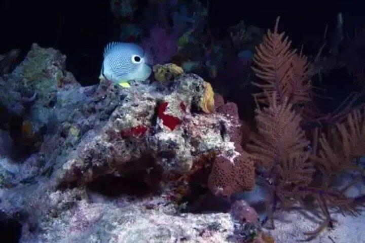 Night Snorkeling Experience in Mirissa