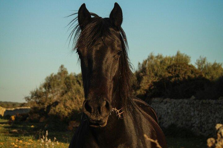 Noordhoek: Private Beach Horseback Riding in Cape Town