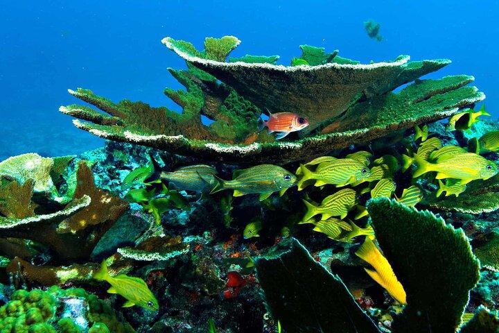 Snorkel In Cozumel! Boat Tour & Snorkel at 3 different Reefs
