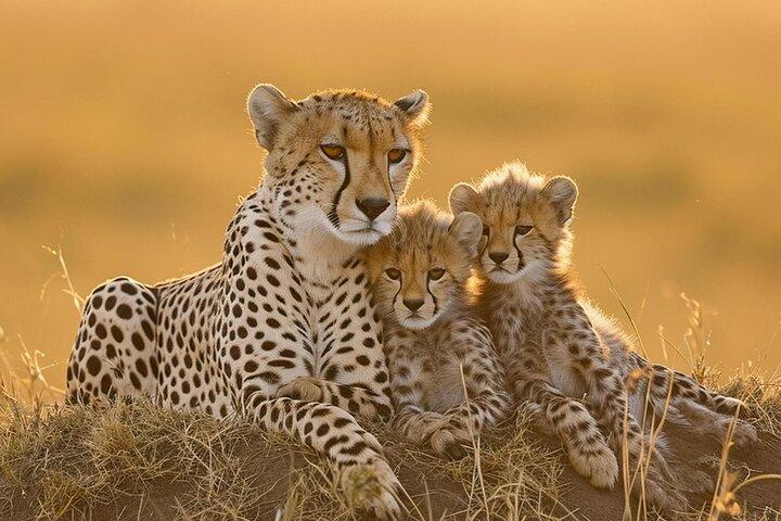 8 Days Highlight of Tanzania Mid-Range Standard