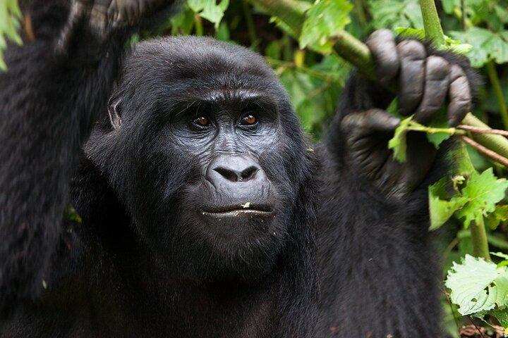 14 Days Kenya and Rwanda Safari and Trekking
