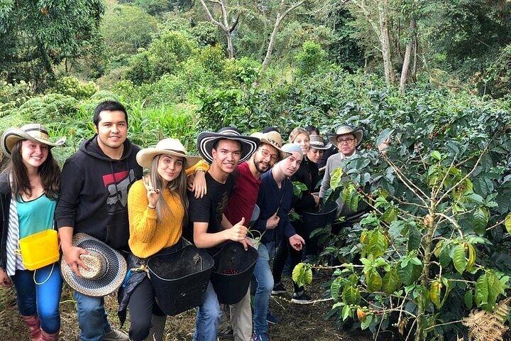 Kiambu Coffee Tour Farm and Factory Access Included