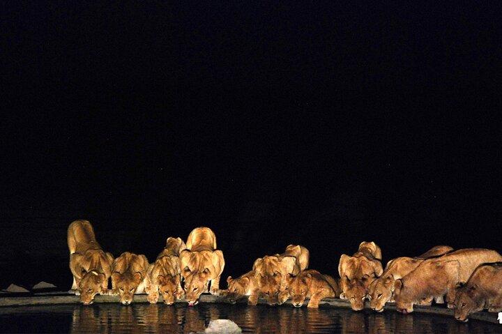 Nairobi National Park Sunset and Night Game Drive Tour