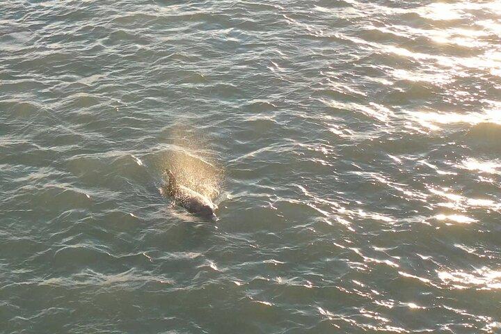 Dolphin Sunset Cruise with Drinks Included