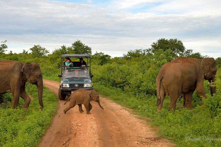 Udawalawe Safari & Transfer to Arugam Bay - Private Day Trip