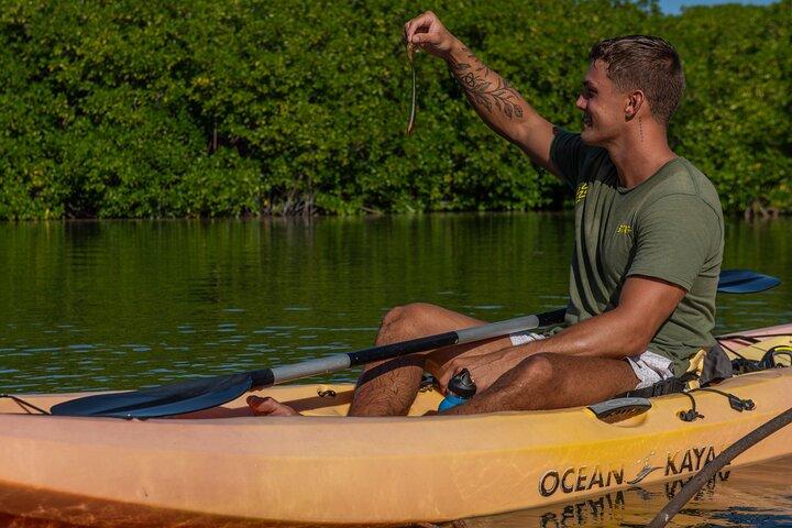 1 Hour Mangrove Kayak Tour
