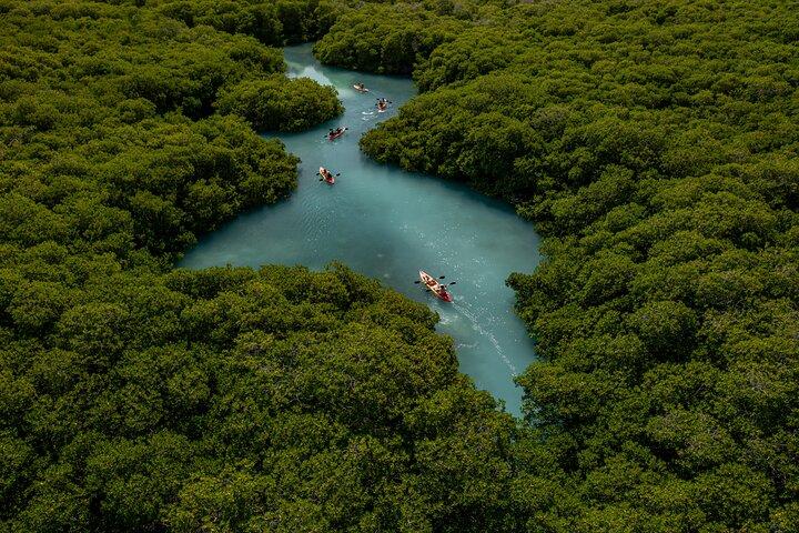 1 Hour Mangrove Kayak Tour