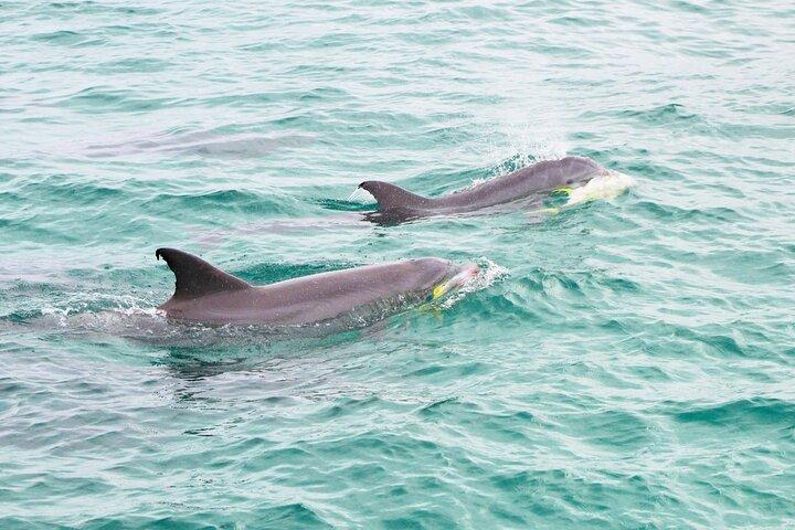 Southern Star Dolphin Cruise in Destin