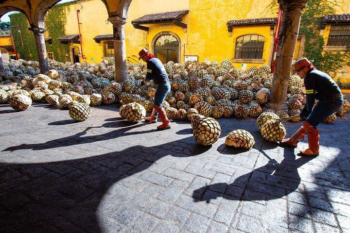 Experience Jose Cuervo