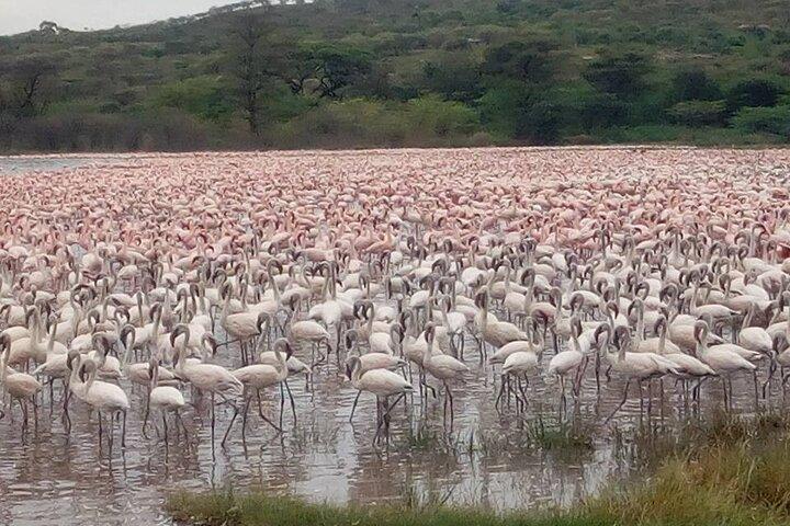 2 Days Lake Bogoria and Lake Nakuru National Park Safari