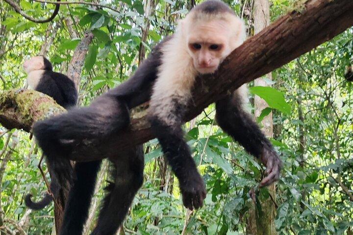 Monkey Mangrove Boat Tour in Manuel Antonio Costa Rica