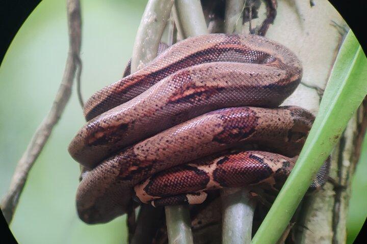 Monkey Mangrove Boat Tour in Manuel Antonio Costa Rica