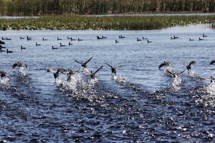 1 Hour Florida Everglades Wildlife Tour