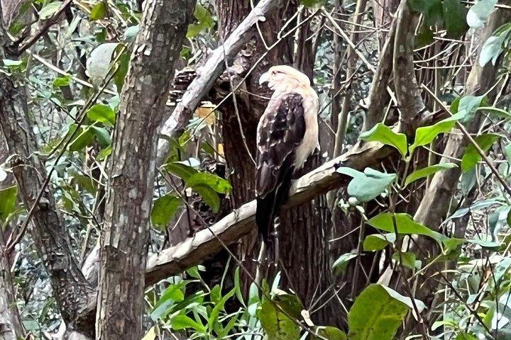 Gatun Expedition Monkey island Tour (private, mi 2 pax)