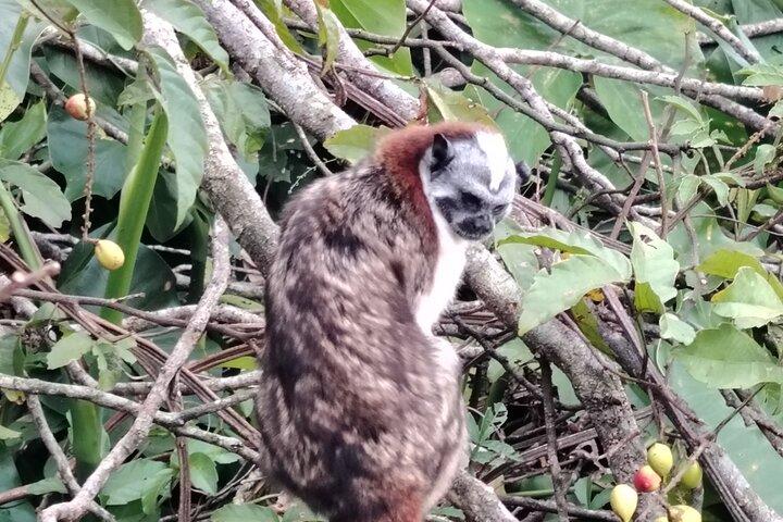 Gatun Expedition Monkey island Tour (private, mi 2 pax)