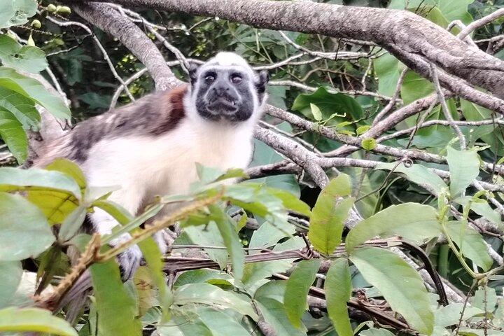 Gatun Expedition Monkey island Tour (private, mi 2 pax)