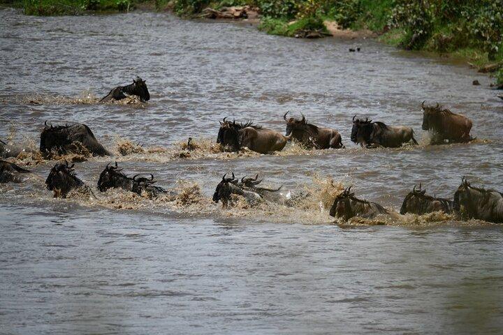 4 Day Serengeti and Ngorongoro Private Camping Safari