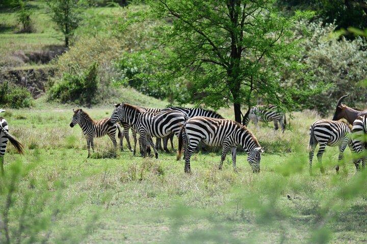 4 Day Serengeti and Ngorongoro Private Camping Safari