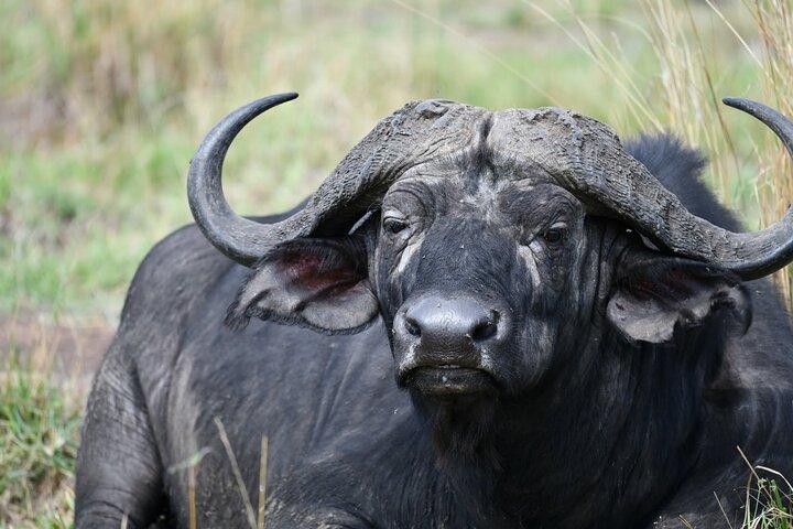4 Day Serengeti and Ngorongoro Private Camping Safari
