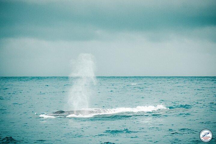 Whale Watching Mirissa Ultimate Tour in Sri Lanka with Breakfast