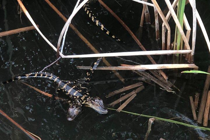 Miami: 90 Minute Private Everglades Airboat Ride