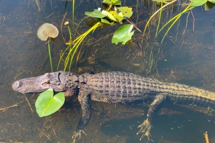 Miami: 60 Minute Private Everglades Airboat Ride