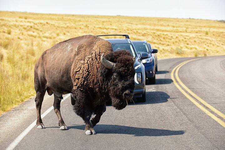 Antelope Island Wildlife Expedition Great Salt Lake Adventure