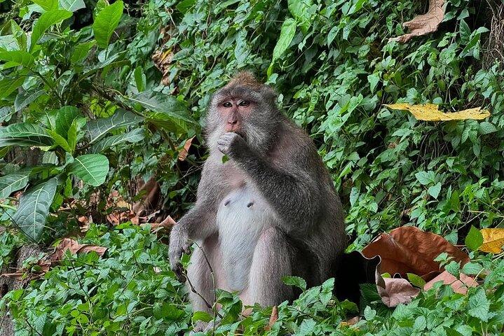 Ubud Monkey Forest - Rice Terrace - Jungle Swing - Water Temple