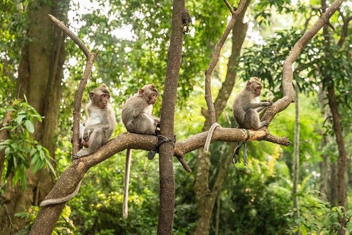 Ubud Monkey Forest - Rice Terrace - Jungle Swing - Water Temple