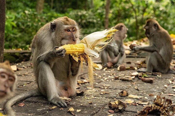 Ubud Monkey Forest - Rice Terrace - Jungle Swing - Water Temple