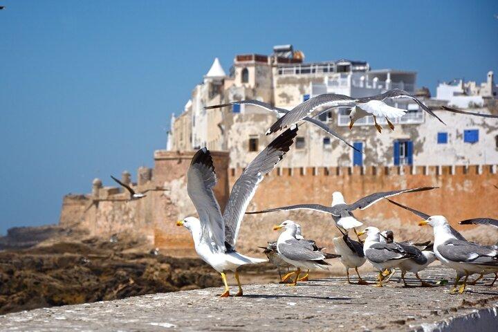 Essaouira Day Trip Check-out DE Marrakech