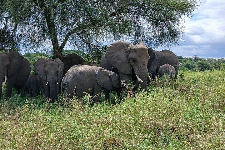 7 Day Tanzania Safari Adventure Serengeti and Ngorongoro