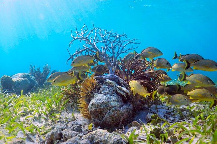 Speed Through Cancun: Explore Mangroves, Reefs & MUSA in One Tour
