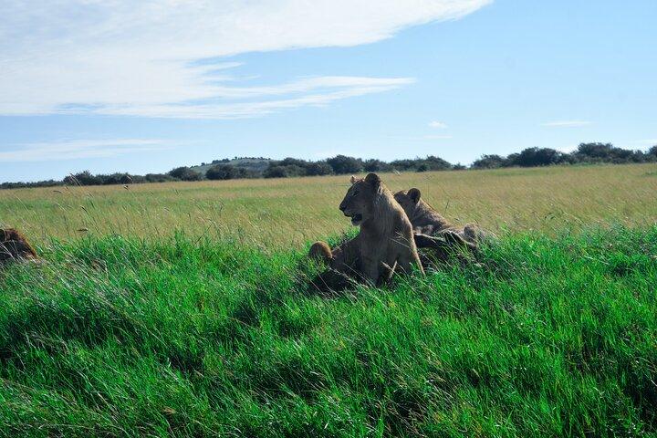 3 Days Masai Mara private mid luxury safari