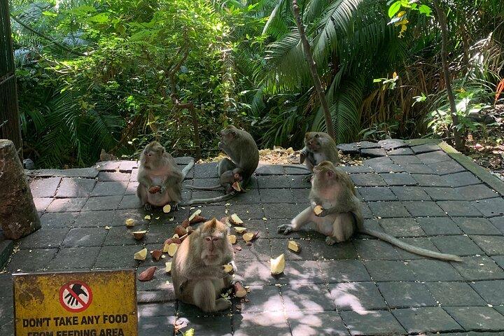 Bali Ubud Tour Monkey Forest, Waterfall, Temple & Rice Terrace
