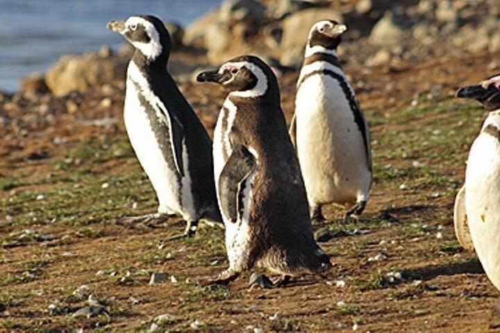 Walking with Penguins in Ushuaia