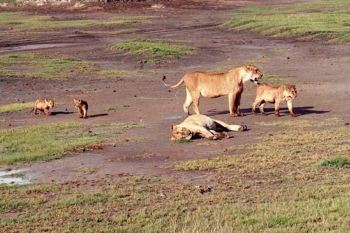 7-Day Bush and Beach Safari Mid-Range