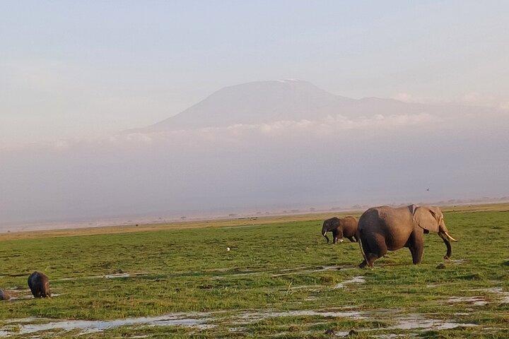 Two Days Guided Amboseli Tour
