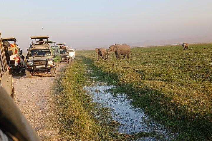 Two Days Guided Amboseli Tour