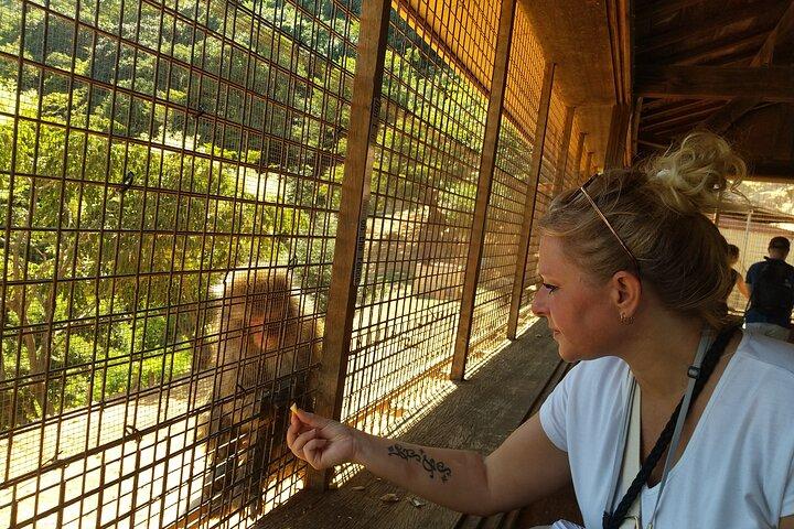 Kyoto: Arashiyama Tenryuji Temple, Bamboo Grove, and Monkeys Tour