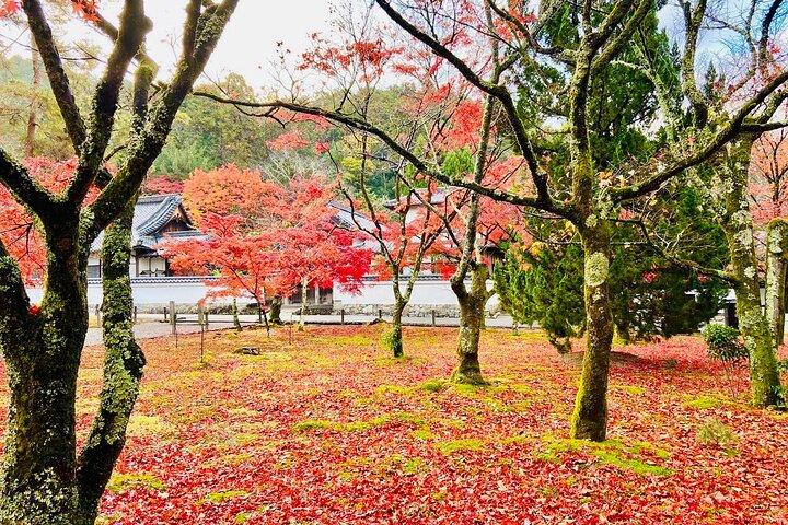 Kyoto Autumn Foliage Private Car Tour Temples and Gardens