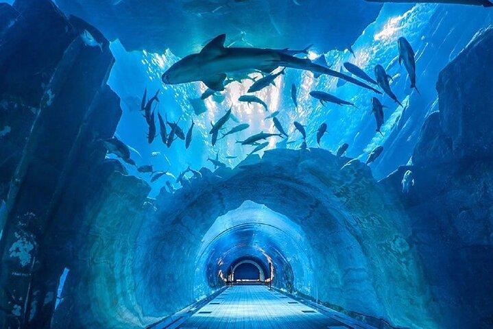 Dubai Aquarium and Underwater Zoo Ticket with Full Access Option
