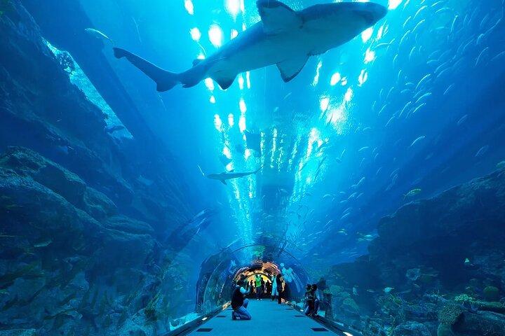 Dubai Aquarium and Underwater Zoo Ticket with Full Access Option