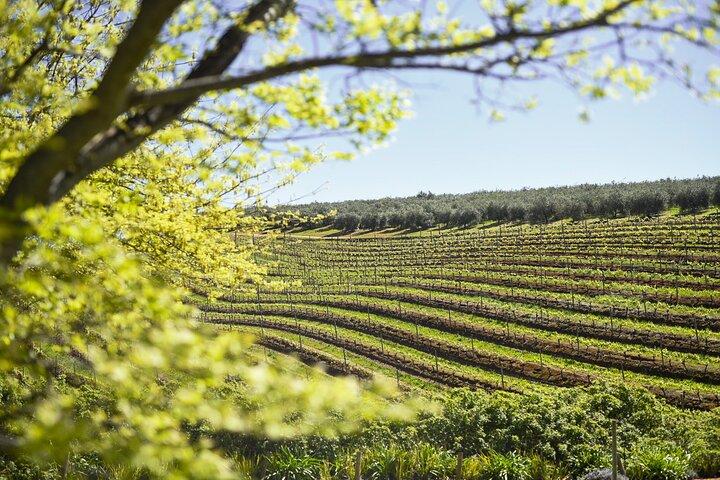 Constantia Half-Day Wine Tour & Tastings