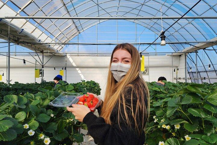 Eobi Valley(Winter), Strawberry, Nami Island & Railbike fr Seoul